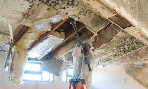 Best Commercial Mold Inspection  in Tahoma, CA